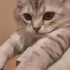 قط شيرازي العمر ثلاثة أشهر ذكر