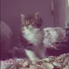بسس شيرازي