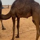 قعود مجهم