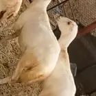 اثنين كباش بلدي فاخرة