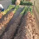 واشنطونيا