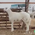 مشروع فحل ابرص تم بيعه