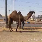 قعود دبياني