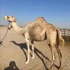 للبيع اللقحة على ناصي بعير الامير تركي