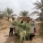 ابوعمارلبيع جميع انوع الفسايل شيشي خلاص برحي مجدول