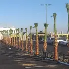 نخل واشنطوني زينه