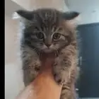 قطط سكوتش فولد وسكوتش ستريت وشيرازي تايقر للتبني برسوم