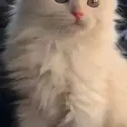ابو عريش