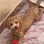 Mini poodle ميني بودل