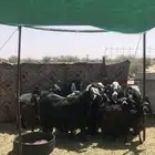معزا مقنوي بفحلها طيبه