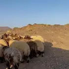 خرفان نعيمي العدد 20 التوصل على الرقم