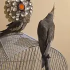 طيور كروان وزيبرا