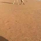 للبيع عشراء وضحاء تحتها بكرة