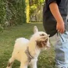 للبيع ماعز قزم في الرياض