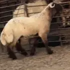 جدع نعيم صنف فاخر
