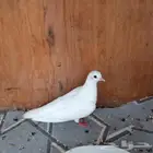 حمام صنعاني