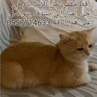قط مفقود حي الرويضه