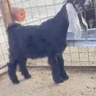 تيس مشروع فحل عارضي معرف