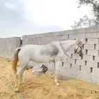 فرس شعبي