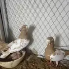 زوج دجي مصري شامي
