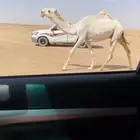 للبيع العود