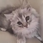 قط شيرازي العمر 3 أشهر
