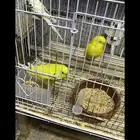 طيور حب ثلاثة ازواج صحتها عال العال