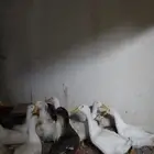 بط للبيع
