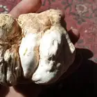 بذر رقروق صافي (1)كيلو