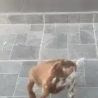 تيس قزم