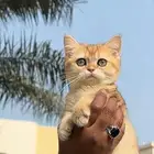 للبيع سكوتش بريتيش