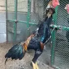 شامو ياباني