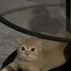 قطه العمر 4 شهور ماشاءالله يحب اللعب مره ذكر