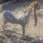 جفره حجازيه هولنديه بيضاء