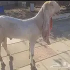 تيس حجازي هولندي خصم ولون