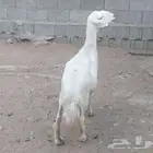 شاه طيبه للبيع
