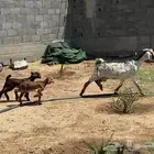 شاه عليها عناقين روم شرط لبنها واجد وكافي بهمها