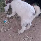 جفره ذبيحه