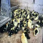 صوص بط مصري مسكوفي ويتوفر بيض مخصب باذن الله نسبه عاليه