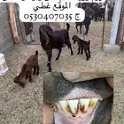 للبيع معزا