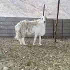 طلي صنف الصنف سنه بداية سديد مشروط وحار ومنتج انتاج قوي