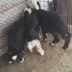 طليان نجد بريه طيبات جدا
