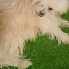 كلب منزلي اليف