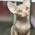 قطه سفنكس استيراد روسيا