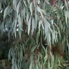 مطلوب اشجار زراعيه و كين وفكس جمله مشروع من نصف ريال او ريال
