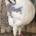 كنق مدينا مستوى فااخر