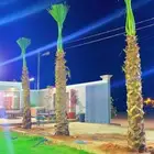 نخيل واشنطني زينه