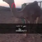 بكره