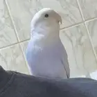 روز للبيع ذكر