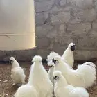 دجاج قطني بياض